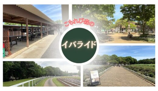 【茨城】こもれび森のイバライドへ行ってきた！